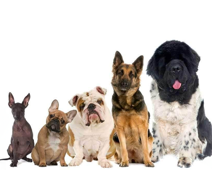 The 5 Most Common Dog Breeds and How They Act as Pets